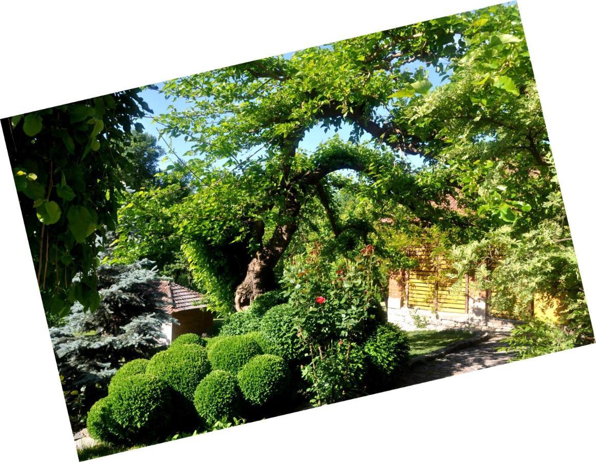 Guesthouse Djuric Νεγκοτίν Εξωτερικό φωτογραφία